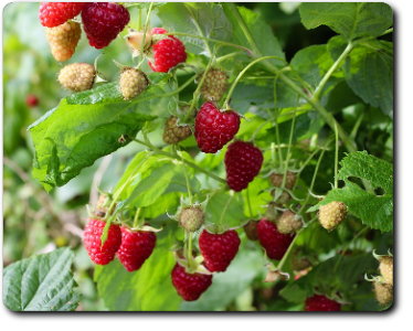 Himbeeren (Foto: pixabay)